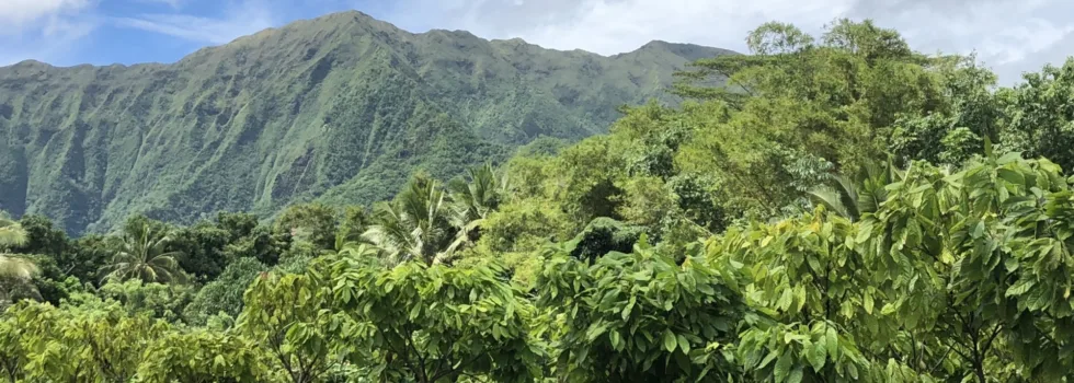 Mountain view cocao plants