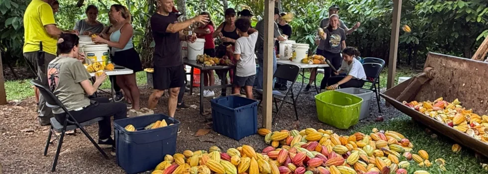 Cocao harvesting tour oahu
