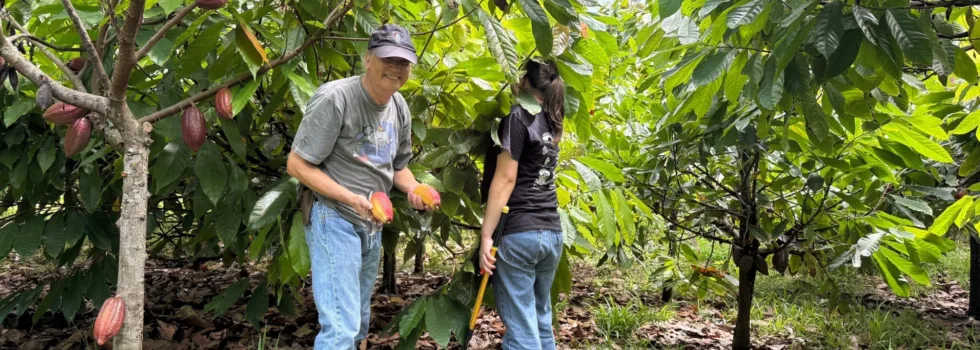 Picking cacao oahu farm