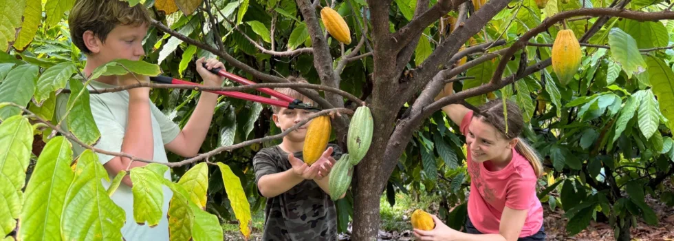 Picking cocao farm tour