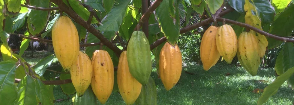 Cacao tree oahu