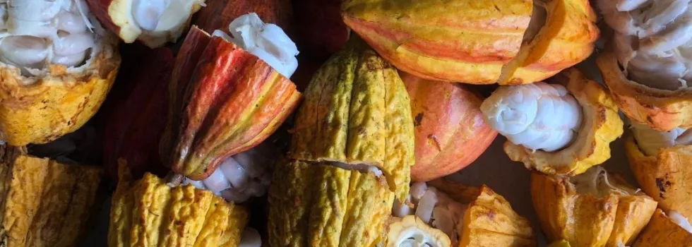 Cacao oahu farm tour