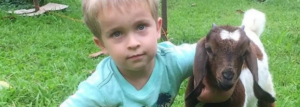 Small kid miniature goat