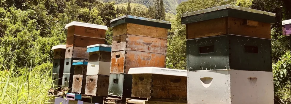 Bee box cacao farm tour