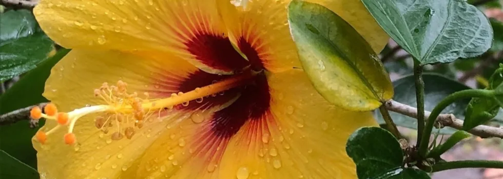Hibiscus flower oahu farm tour