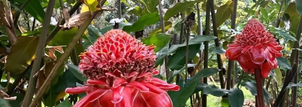 Torch ginger oahu farm tour