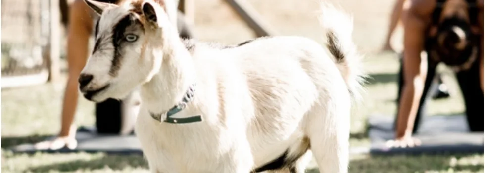 Yoga with goats hawaii