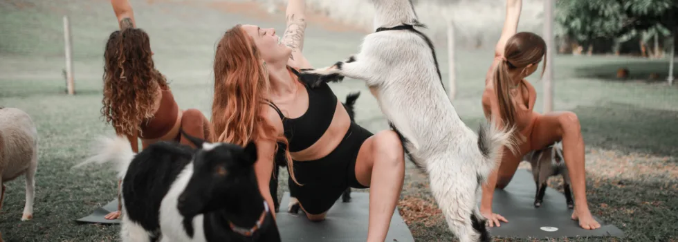 Goat yoga in hawaii
