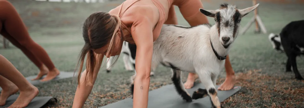 Hawaii goat yoga