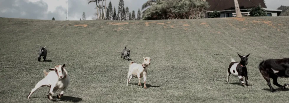 Yoga with goats Anahola