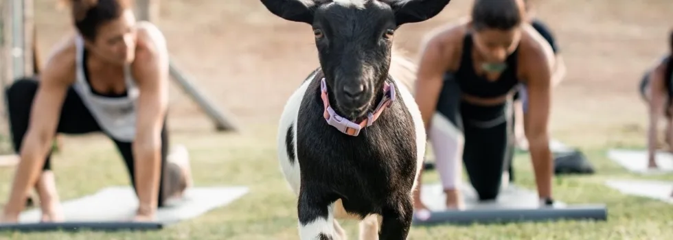 Yoga where goats climb on you Anahola