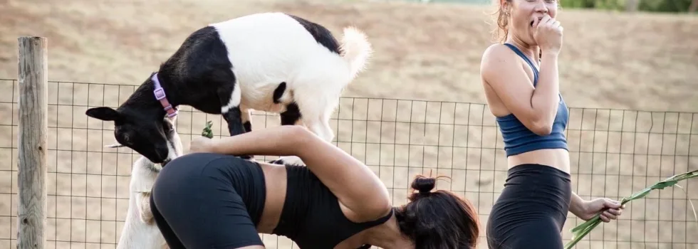 Dwarf goats climb yoga kauai