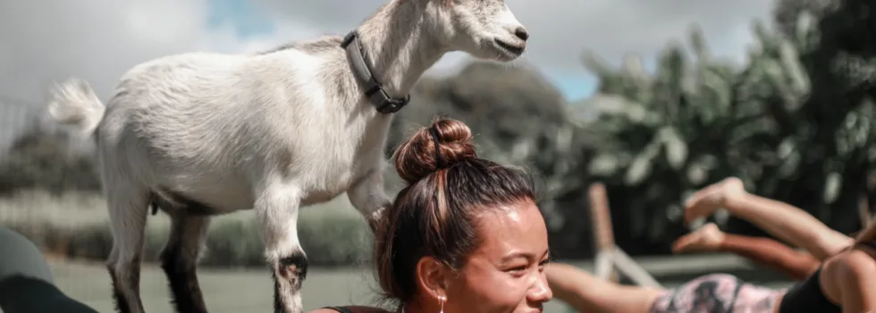 Yoga goat climbing on back Anahola