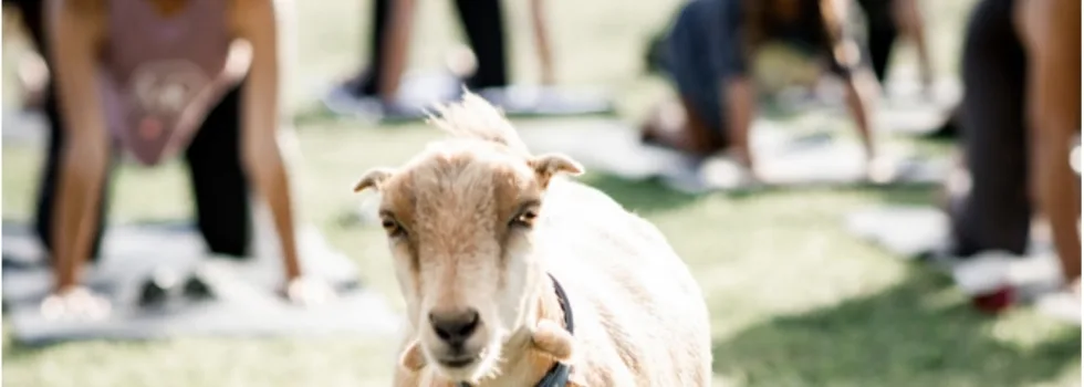 Anahola petting zoo farm with yoga