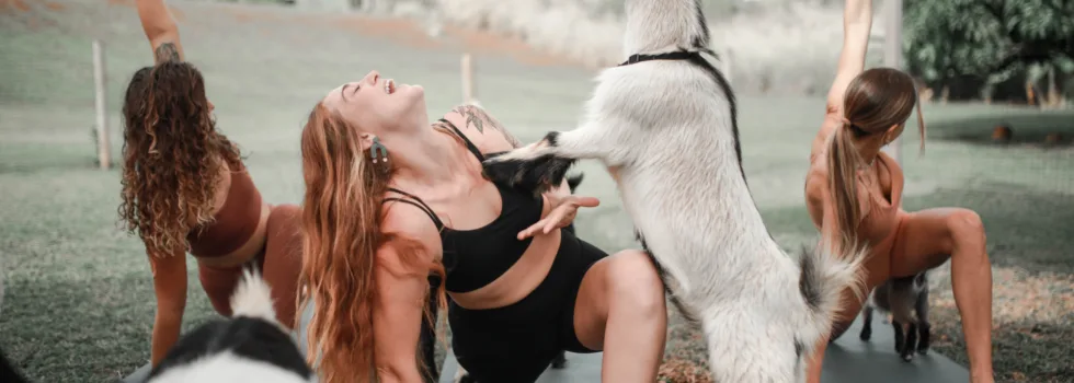 Doing yoga with goats kauai