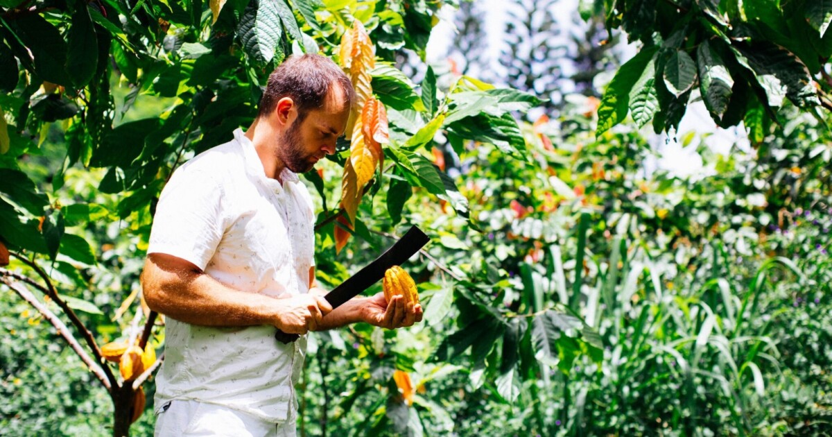 Chocolate Farm Tour and Tasting Adventure Tours Hawaii