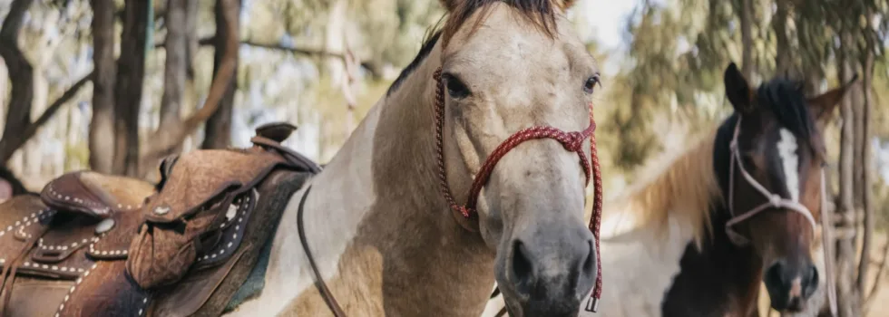 Trail horse waianae oahu