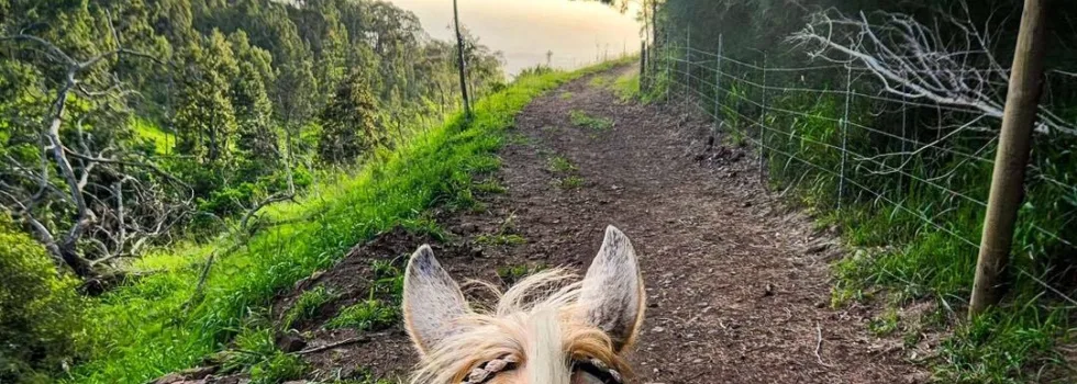 Day time horseback ride oahu