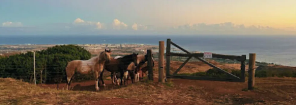 Horse ranch in waianae mountains