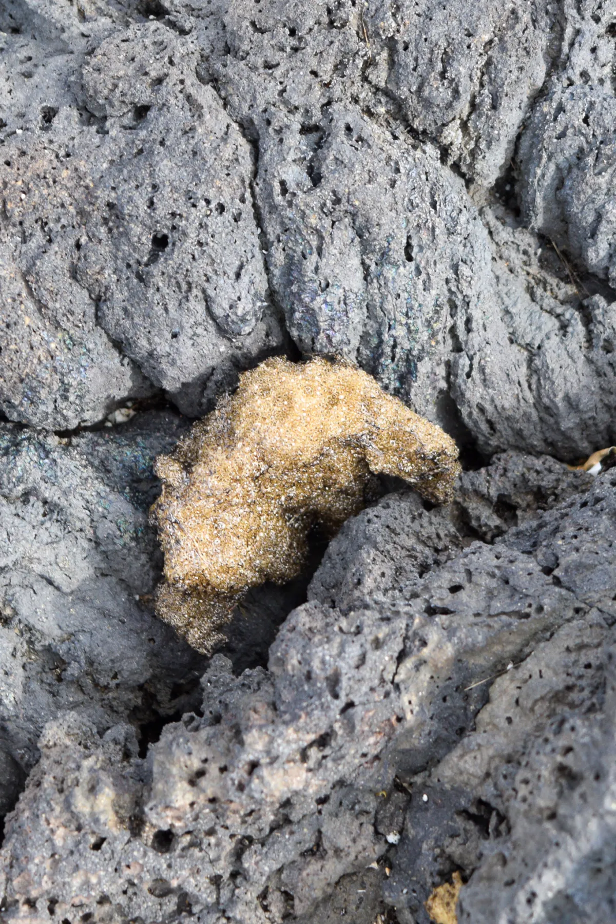golden tephra amongst black volcanic rock