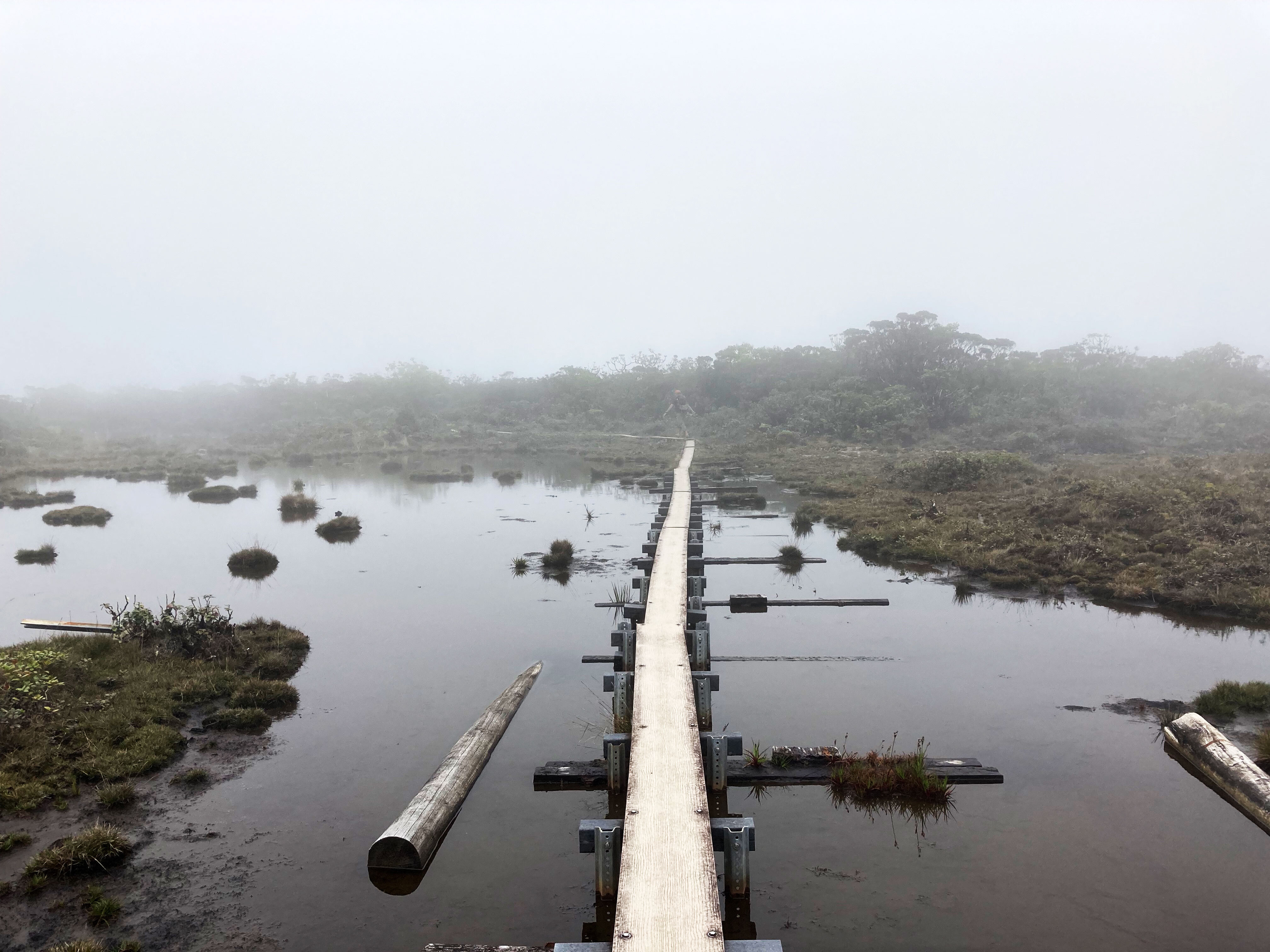 Boardwalk across Alakai Swamp Trail