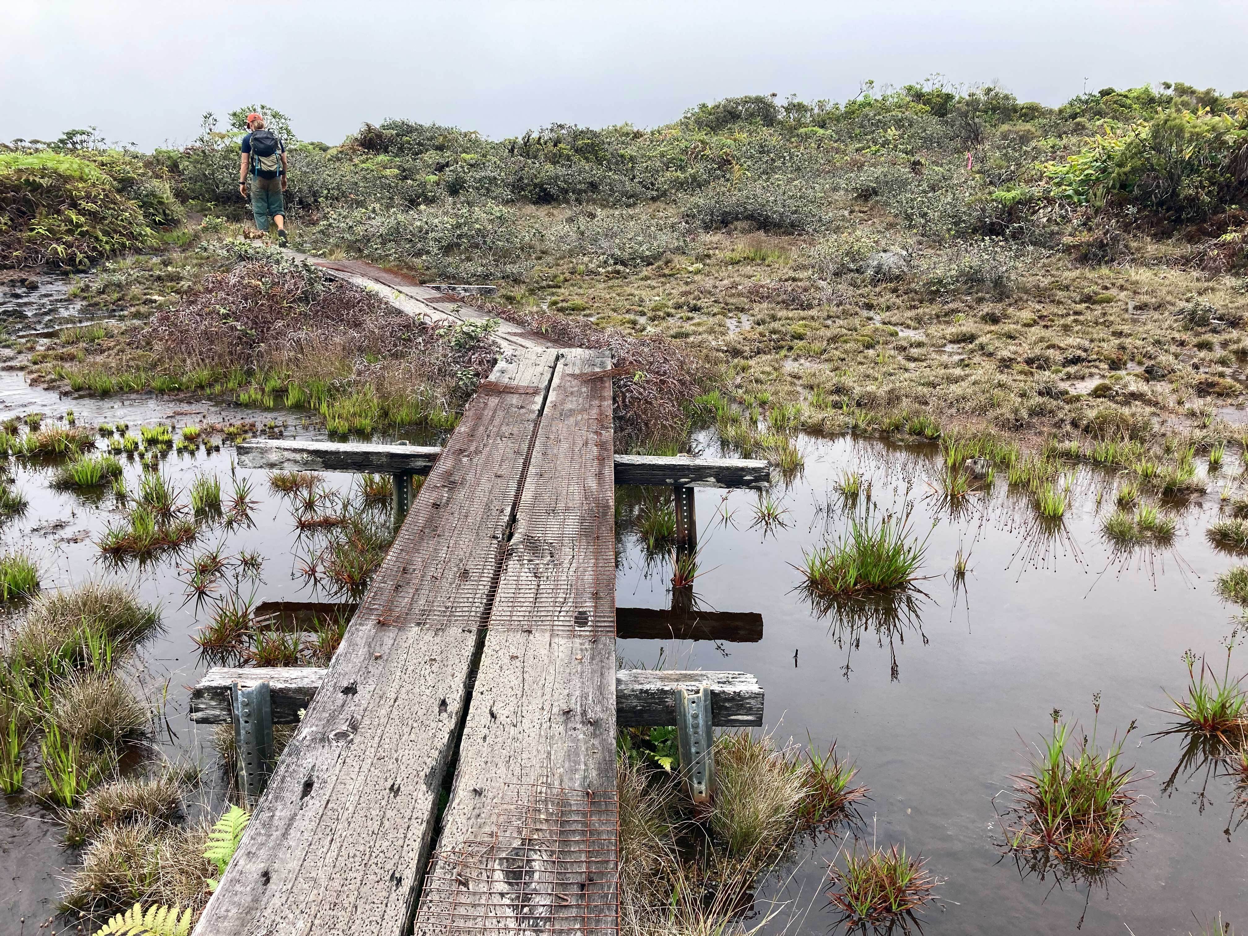 Alakai Swamp Trail Wooden Boardwalk