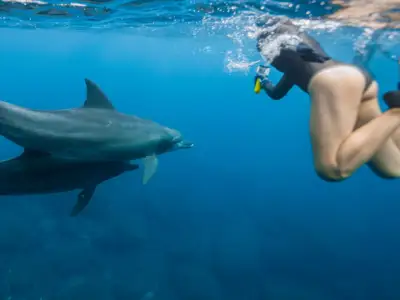 West Oahu Dolphin Snorkeling Boat: Swim wild dolphins oahu