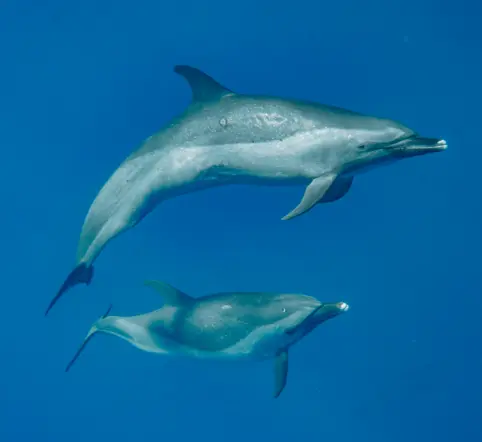 West Oahu Dolphin Snorkeling Boat photo 3