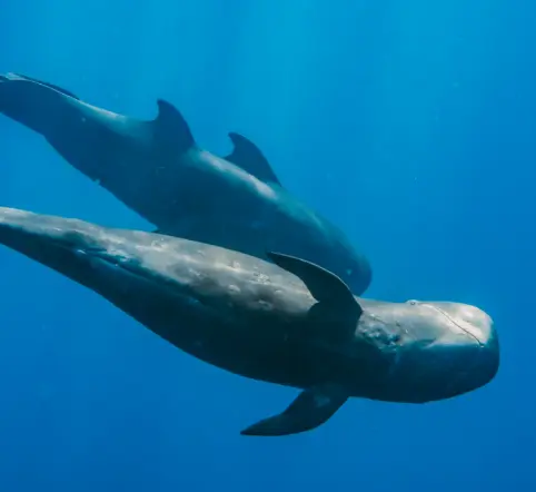 West Oahu Dolphin Snorkeling Boat photo 4
