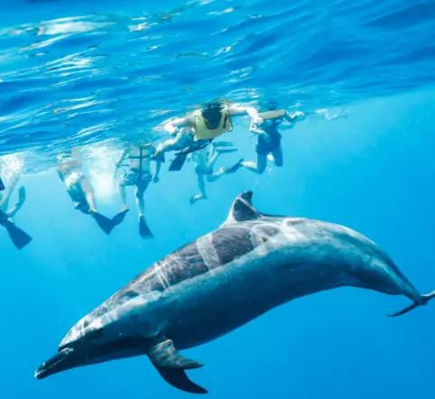 West Oahu Dolphin Snorkeling Boat photo 5
