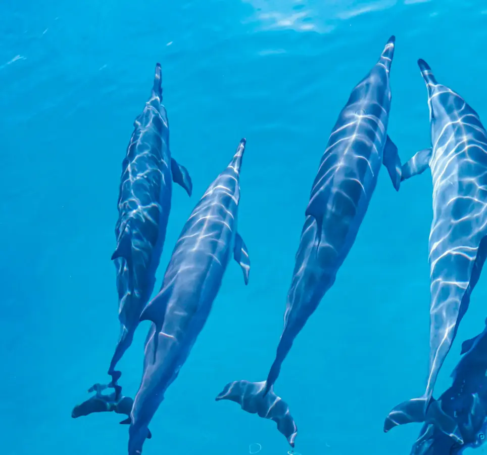 West Oahu Dolphin Snorkeling Boat