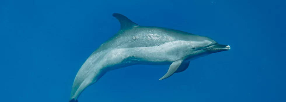 Dolphins in wild oahu