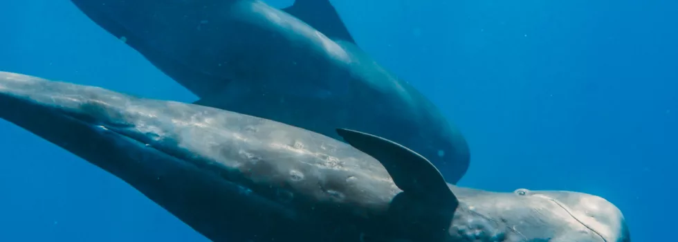 Marine wildlife oahu