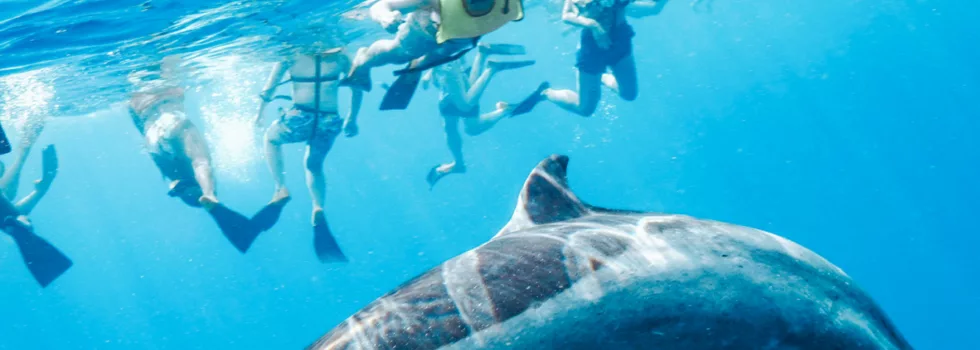 Oahu Dolphin Swim