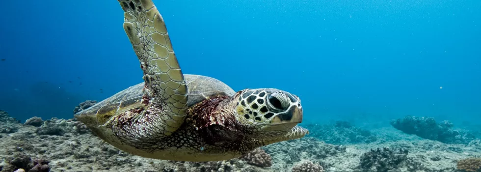 Turtle swim west oahu