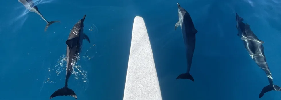 Dolphins bow riding small waikiki catamaran