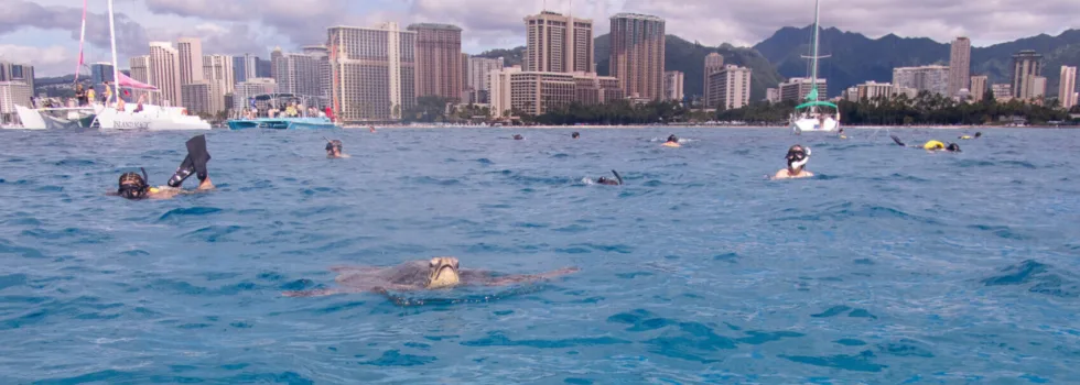 Waikiki catamaran snorkel turtle