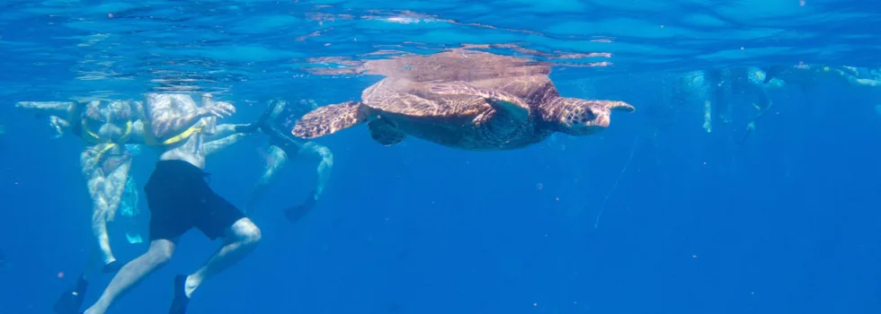 Swim with turtles waikiki