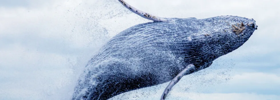 Waikiki whale watch small catamaran