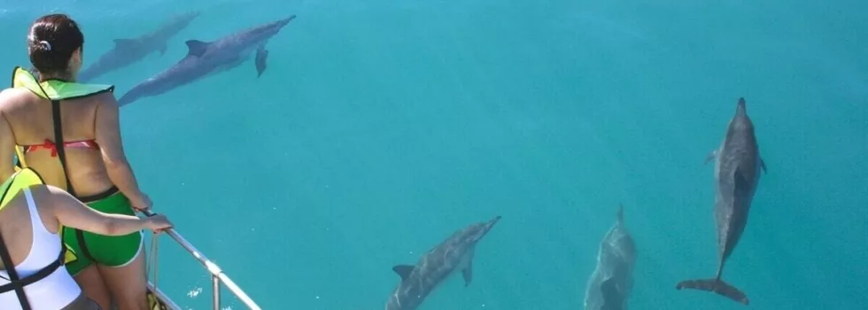 Dolphin watching oahu