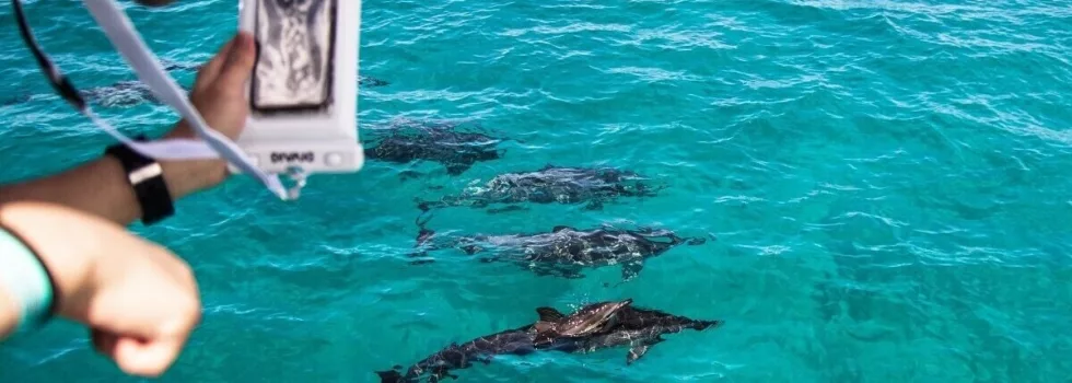 View turtles dolphins oahu