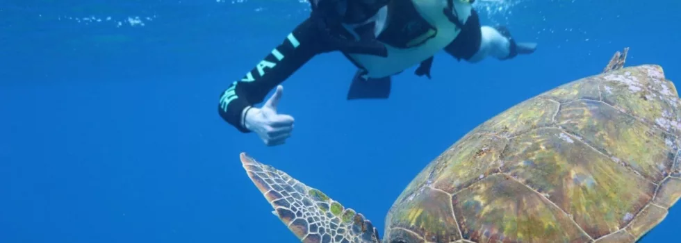 Turtle snorkel oahu