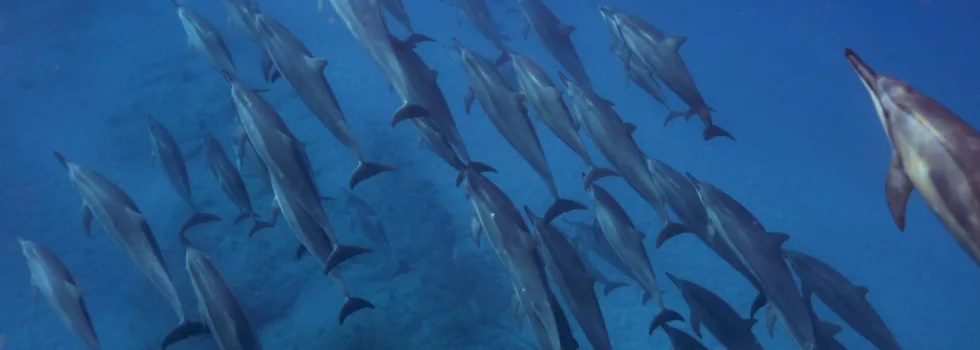 Snorkel wild dolphin oahu
