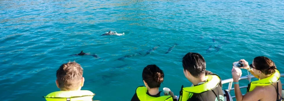 See wild dolphins in hawaii