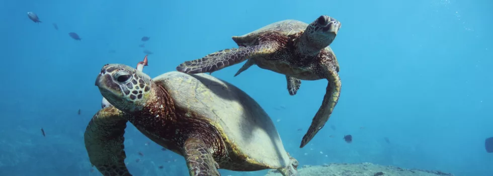 Best turtle snorkel west oahu