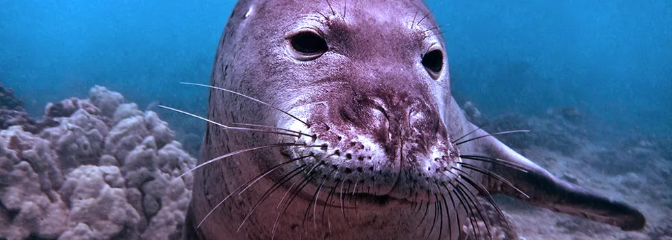 Hawaiian Monk Seal Scuba