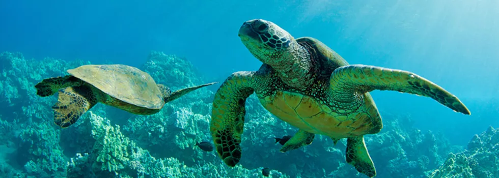 Oahu Scuba Tour Turtles