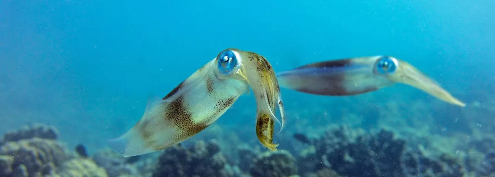 Best Scuba Dive Company Hawaii