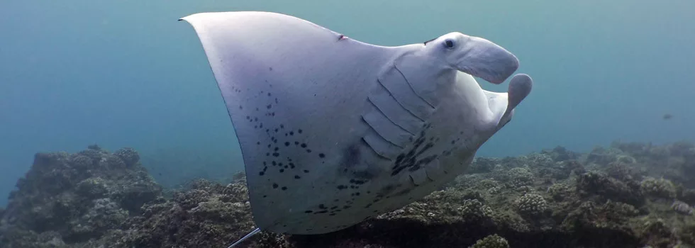 Honolulu Scuba Diving Instructor