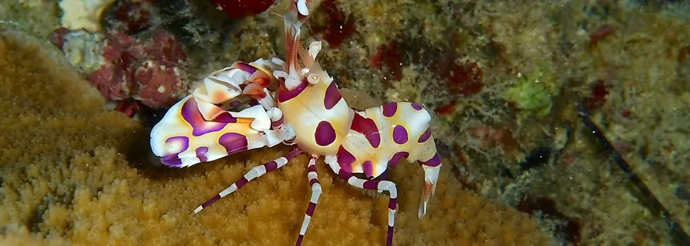 Scuba Divemaster Oahu